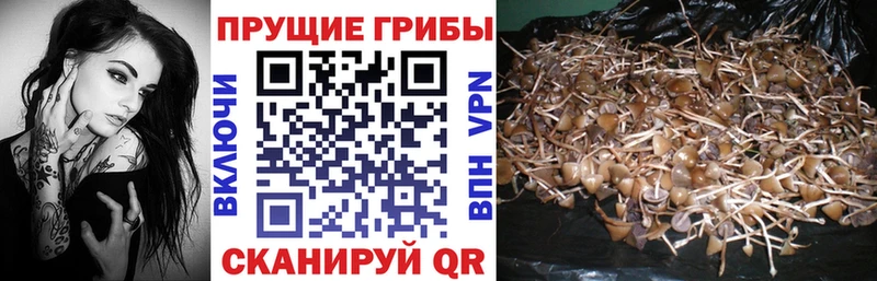ОМГ ОМГ сайт  Свирск  Псилоцибиновые грибы Psilocybe 
